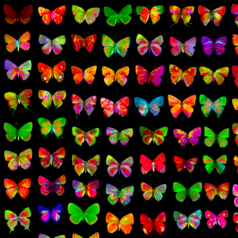 Rows of butterflies in technicolor