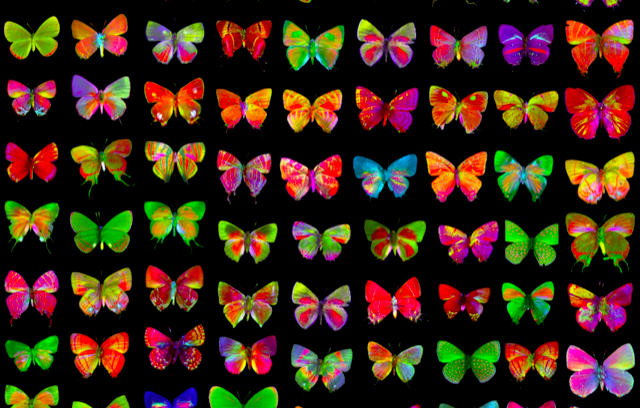 Rows of butterflies in technicolor