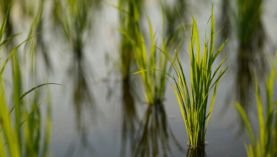 A close-up image of rice plants growing in water
