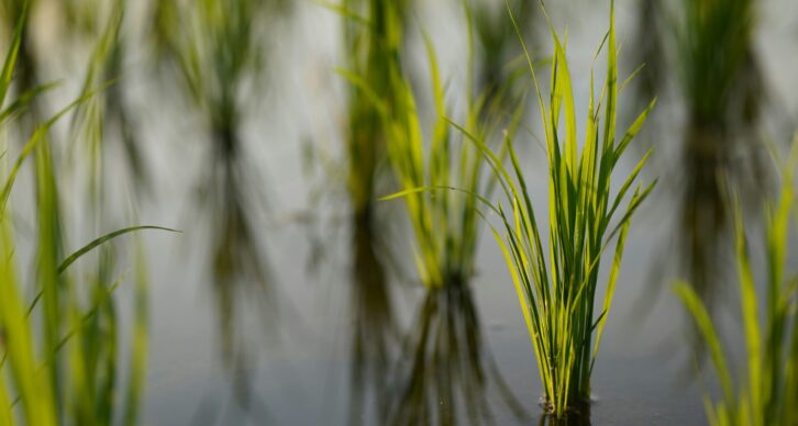 A close-up image of rice plants growing in water