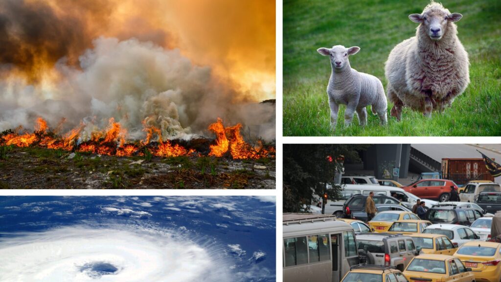 A collage of four images shows a wildfire, a hurricane, sheep, and traffic in Baghdad