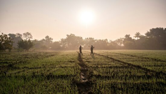 Farmers in a field