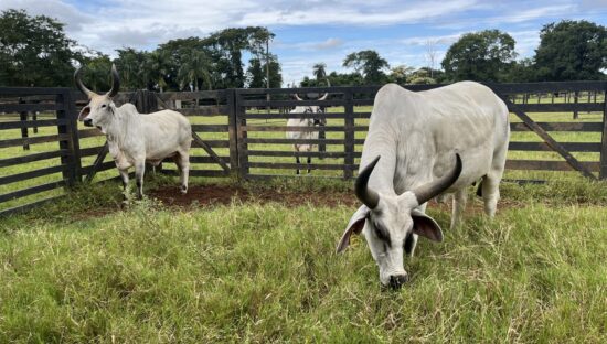 Cows