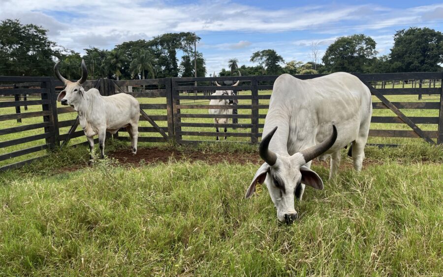 Cows