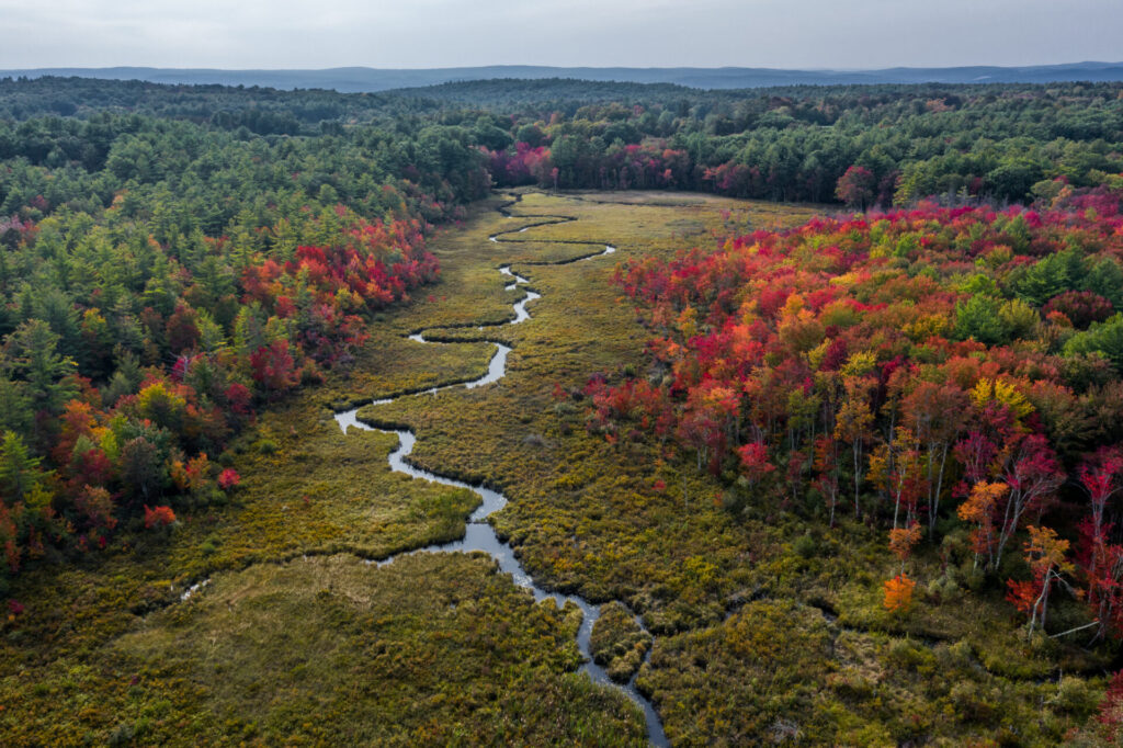 forest in Athol, Massachusetts