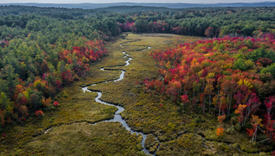 forest in Athol, Massachusetts