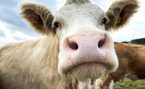 Sniffing out cow burps with an electronic nose