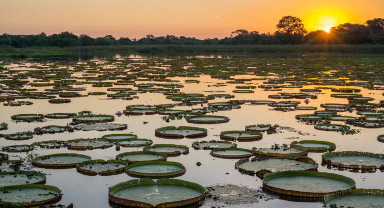 Brazilian Pantanal