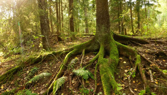 A forest and soil