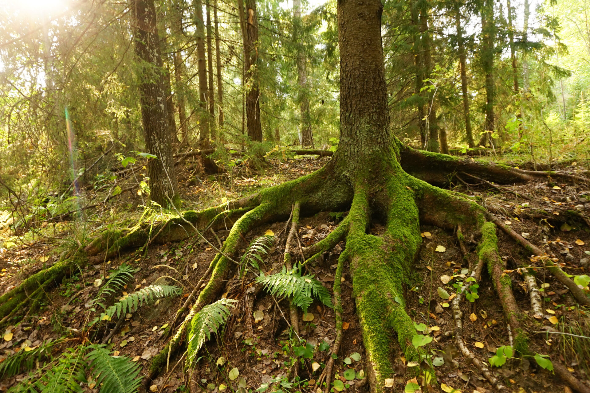 A forest and soil