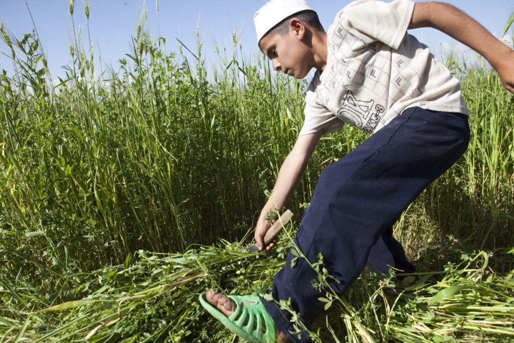 Harvesting in Tajikistan (David Trilling)