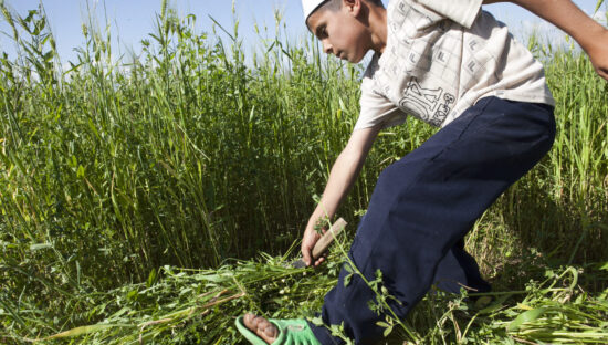 Harvesting in Tajikistan (David Trilling)