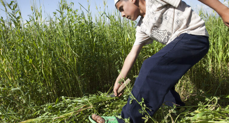 Harvesting in Tajikistan (David Trilling)