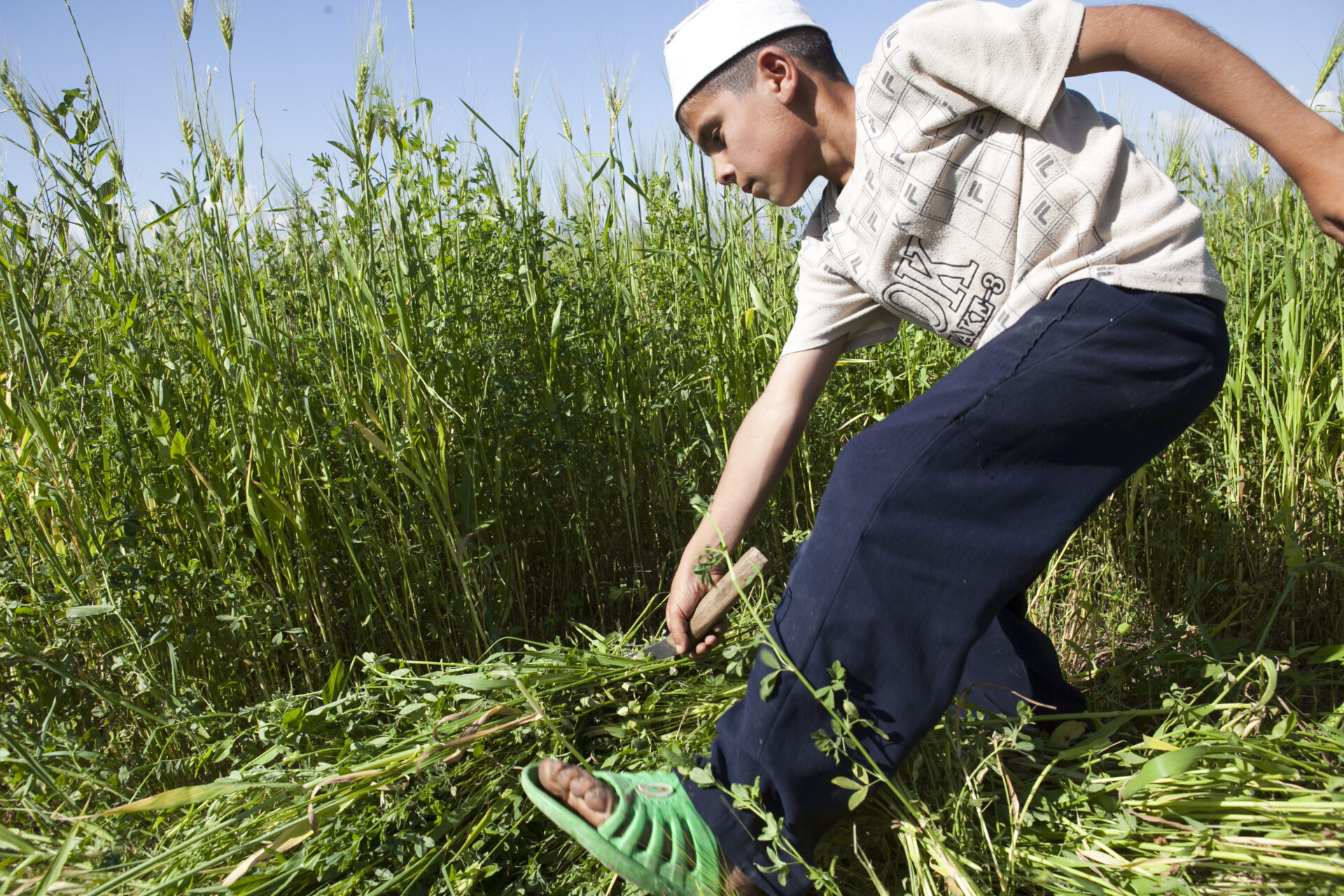 Harvesting in Tajikistan (David Trilling)