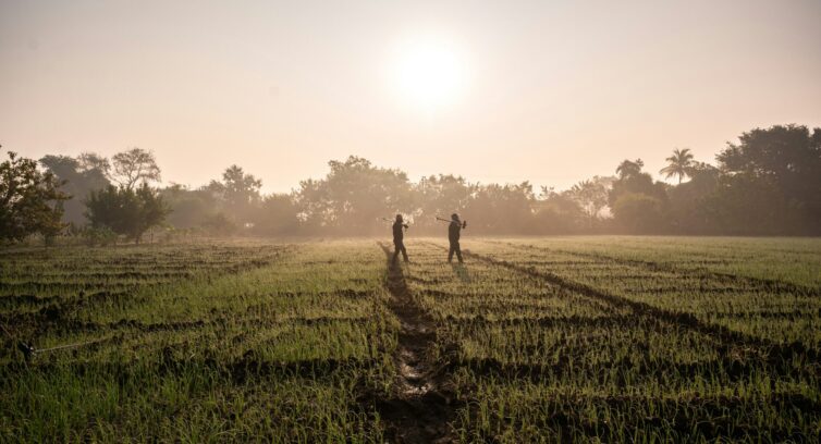 India farm with a hot sun