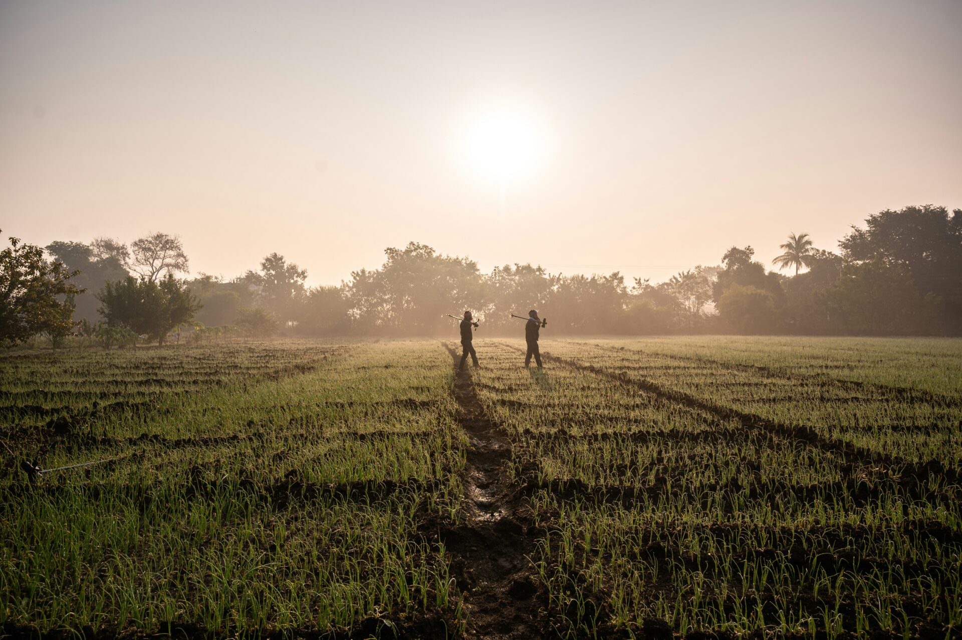 India farm with a hot sun