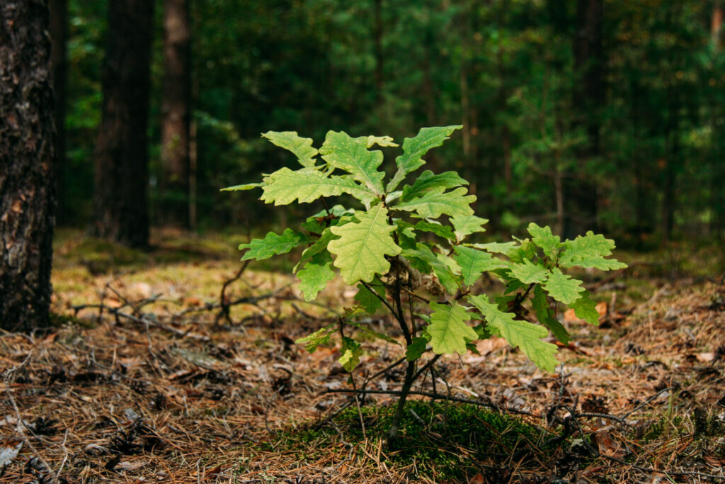 Young oak sprout
