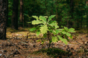 What oaks teach us about biodiversity