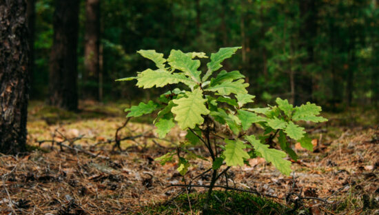 Young oak sprout
