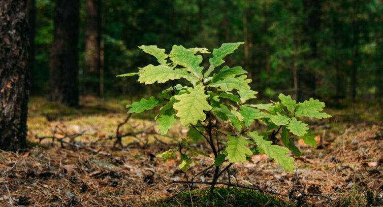 Young oak sprout