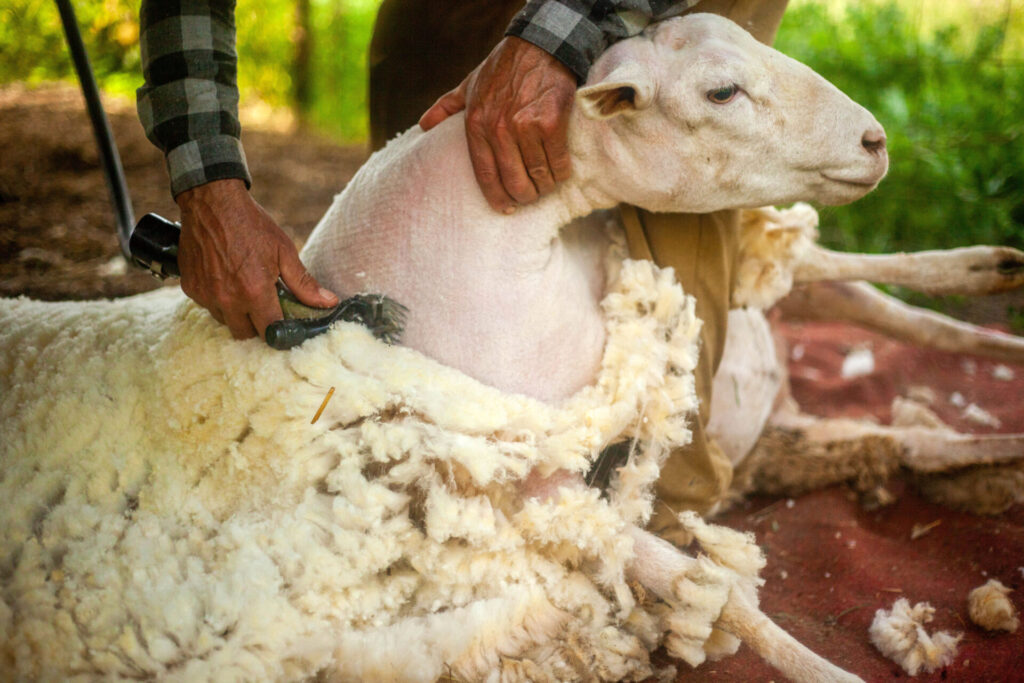sheep shearing