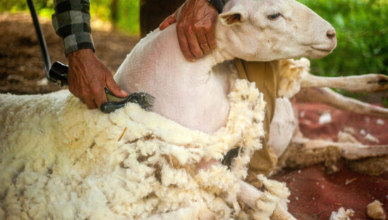 sheep shearing