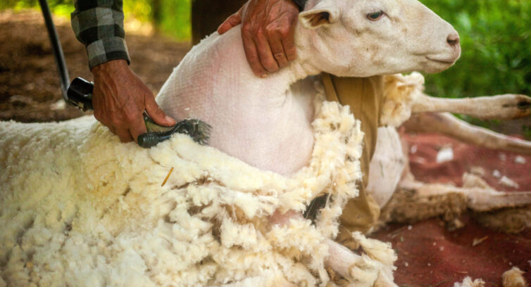 sheep shearing