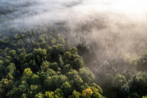 The old forests nobody knew were there