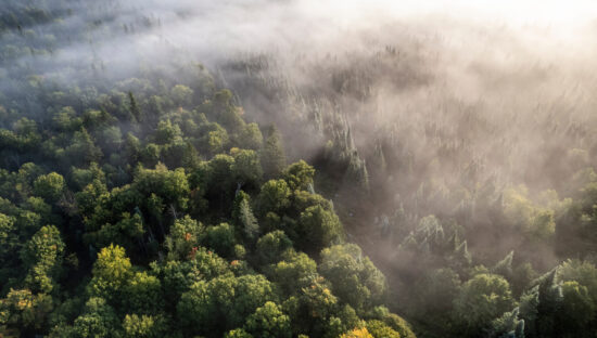 Maine forest
