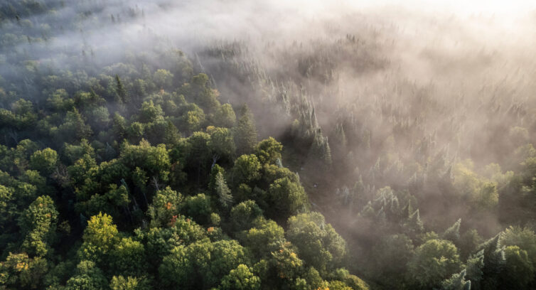 Maine forest
