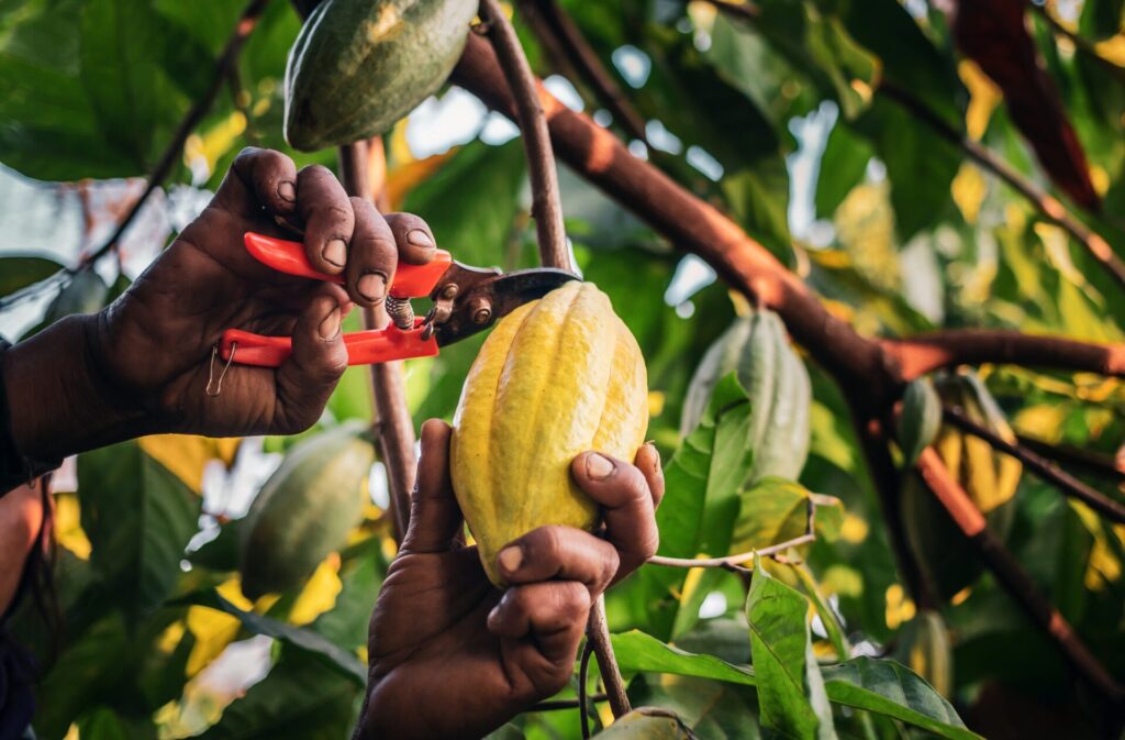 Close-up hands of a cocoa farmer use pruning shears to cut the cocoa pods or fruit ripe yellow cacao from the cacao tree. Harvest the agricultural cocoa business produces.