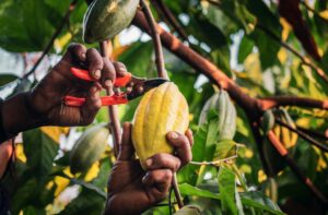 Chocolate’s new climate threat: Too much rain