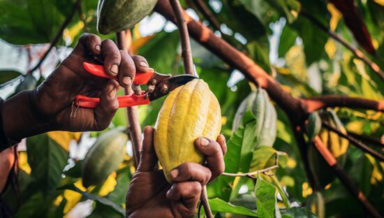 Close-up hands of a cocoa farmer use pruning shears to cut the cocoa pods or fruit ripe yellow cacao from the cacao tree. Harvest the agricultural cocoa business produces.
