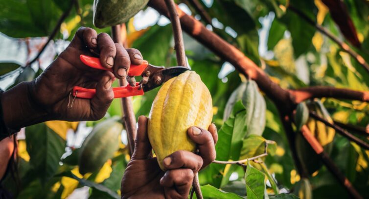 Close-up hands of a cocoa farmer use pruning shears to cut the cocoa pods or fruit ripe yellow cacao from the cacao tree. Harvest the agricultural cocoa business produces.