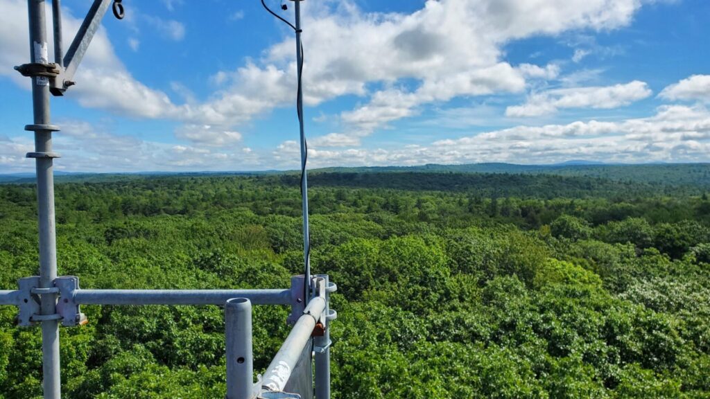 Harvard Forest in Petersham, Massachusetts