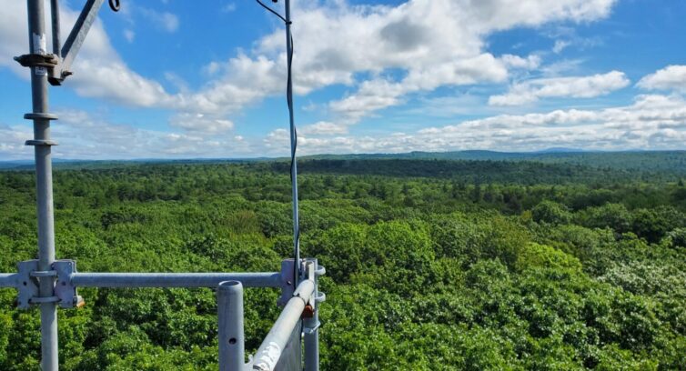 Harvard Forest in Petersham, Massachusetts