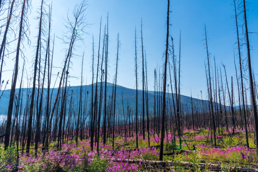 boreal forest in Yukon after fire
