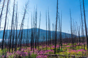 Could a changing forest slow northern megafires?