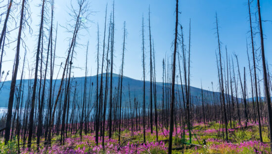 Boreal forest in northern Canada after a devestating fire with mountains in background and brilliant pink, purple flowers below the blackened woods.
