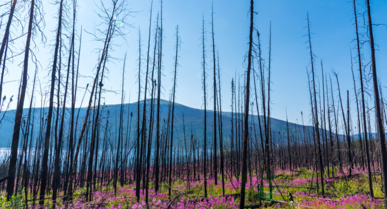 Boreal forest in northern Canada after a devestating fire with mountains in background and brilliant pink, purple flowers below the blackened woods.